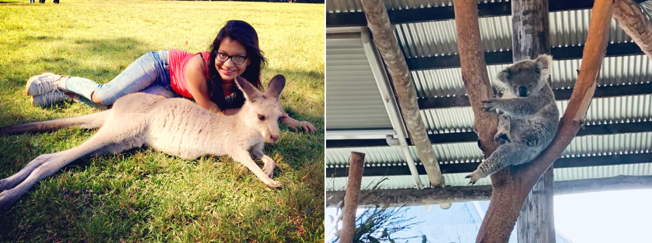 On the left, Puja laying on the ground next to a Kanagroo that is also laying with her; a koala in a tree on the right