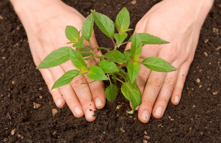 sustainability, environment, plant, plants, seedling