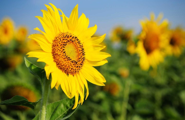 sustainability, environment, sunflowers