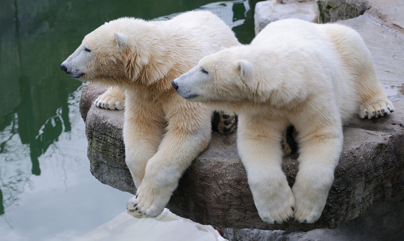 150 Moments Polar Bears Australia